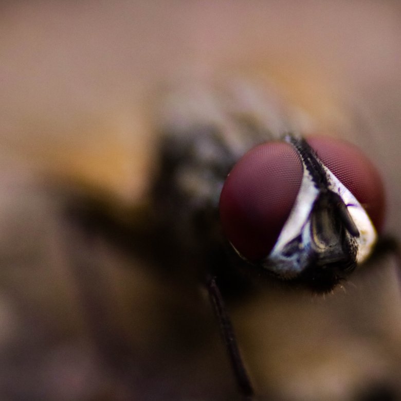close up image of a fly