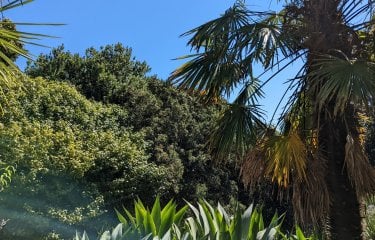 Palms and other greenery against blue sky at Fox Rosehill Gardens