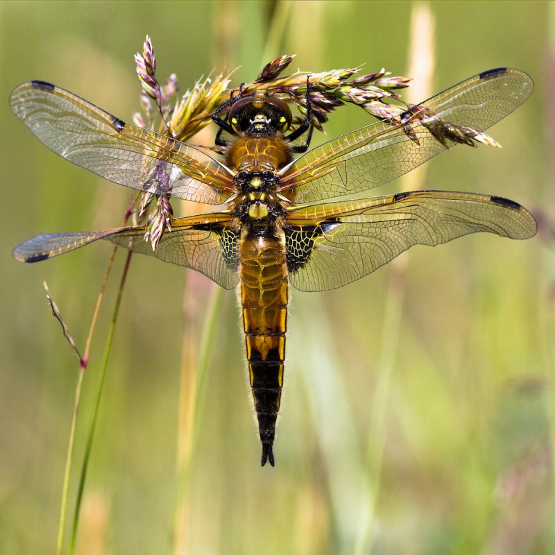 Close up photograph of a dragonfly in long grass  