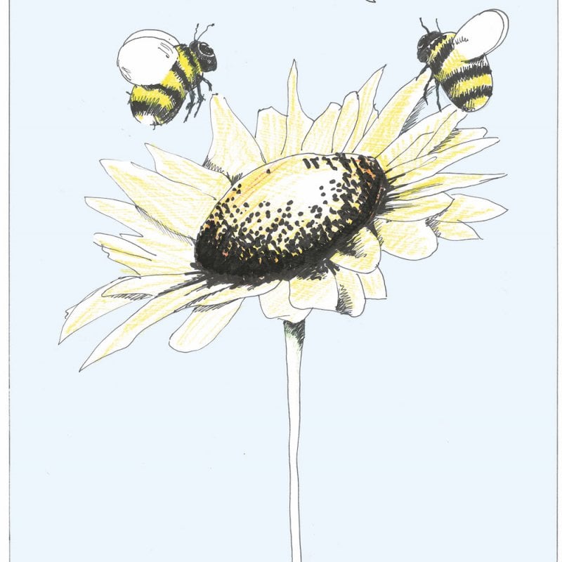 Illustration of two bees talking over a sunflower