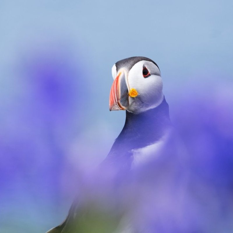 Photograph of a puffin behind blurred purple flowers