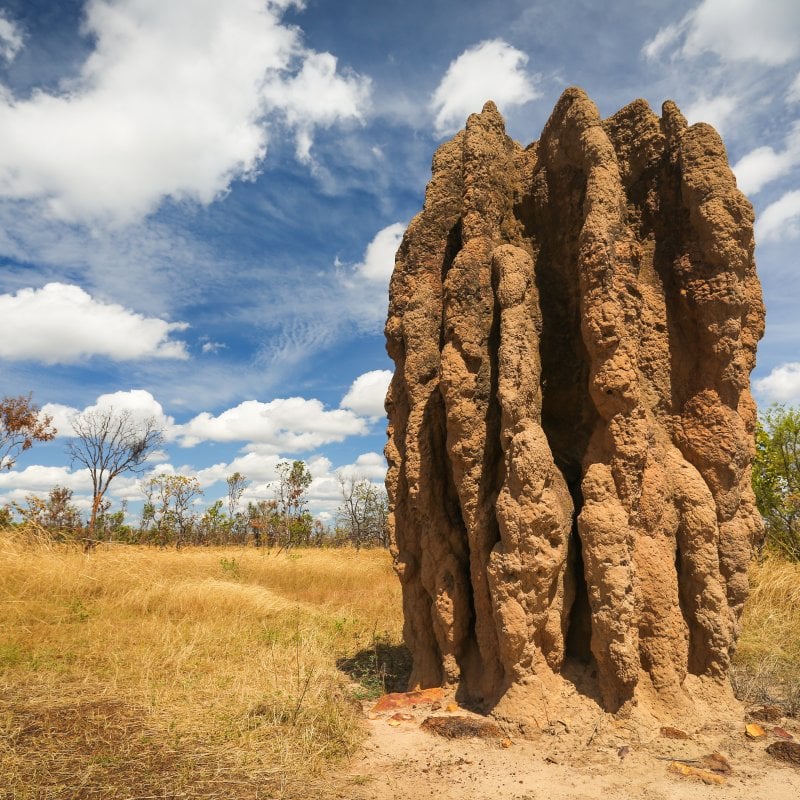 A large structure made by termites in the desert