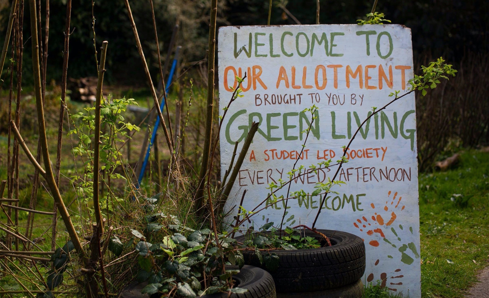 Welcome to our allotment, brought to you by 'Green Living' a student society