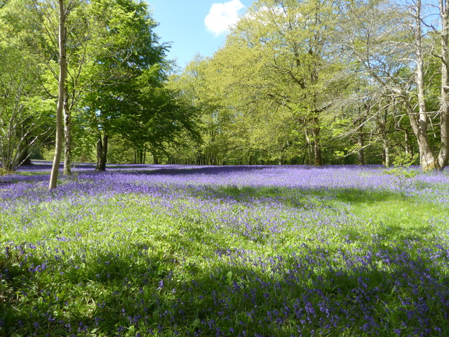 Meadow of bluebells surrounded by trees at Enys Gardens, Cornwall