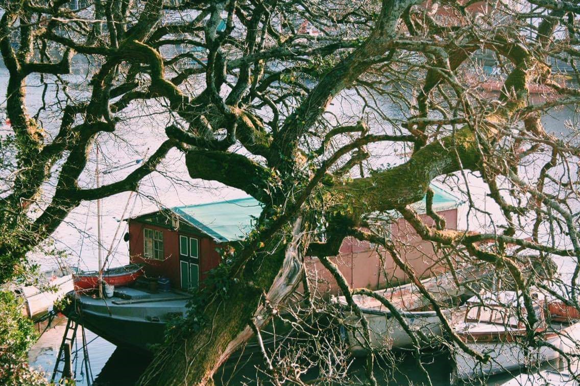 A canal boat is situated behind a large tree