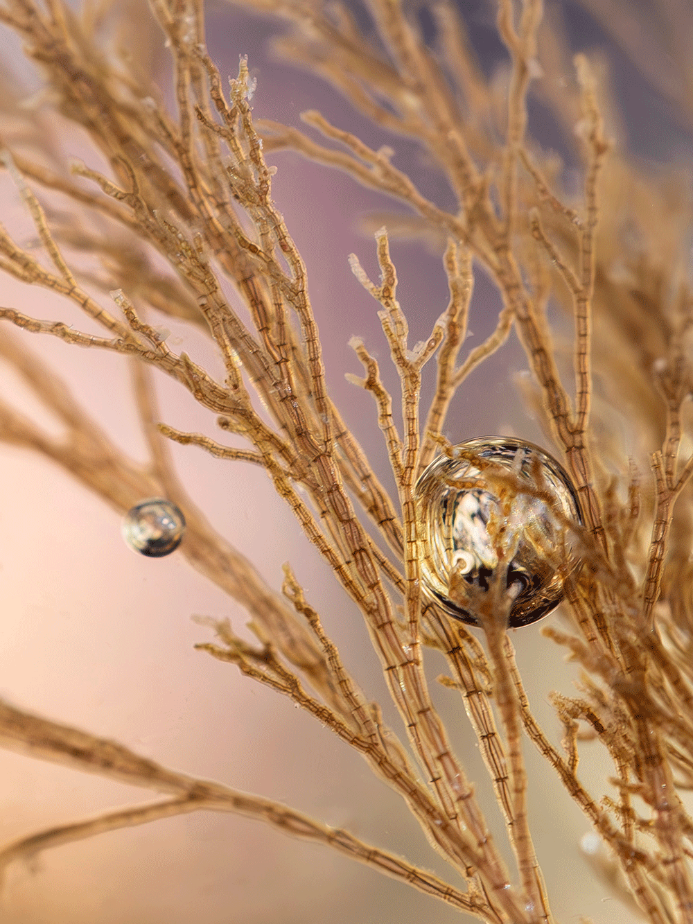 Ben Lindberg's highly commended entry