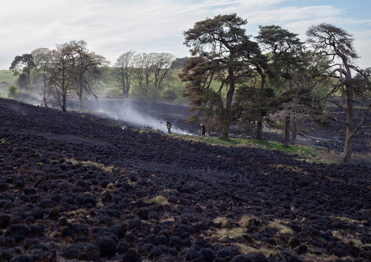 A landscape with burnt grass and shrubs, with two people