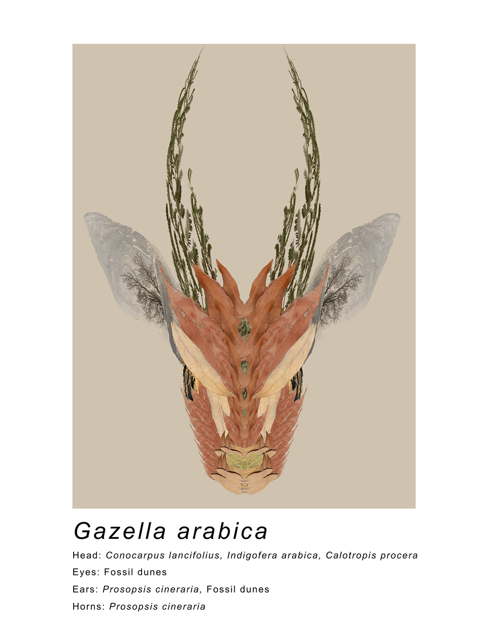 An artwork of Gazella Arabica