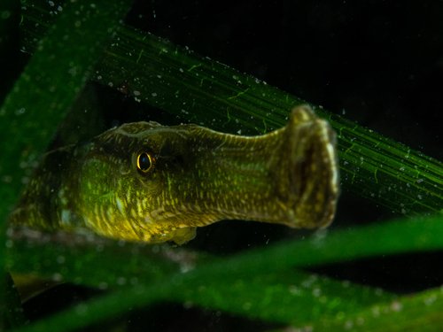 A green pipefish emerging from a dark background