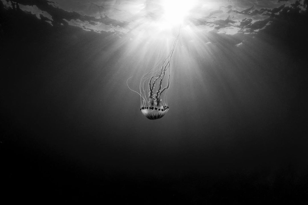 'Abyss' by Gina Goodman 