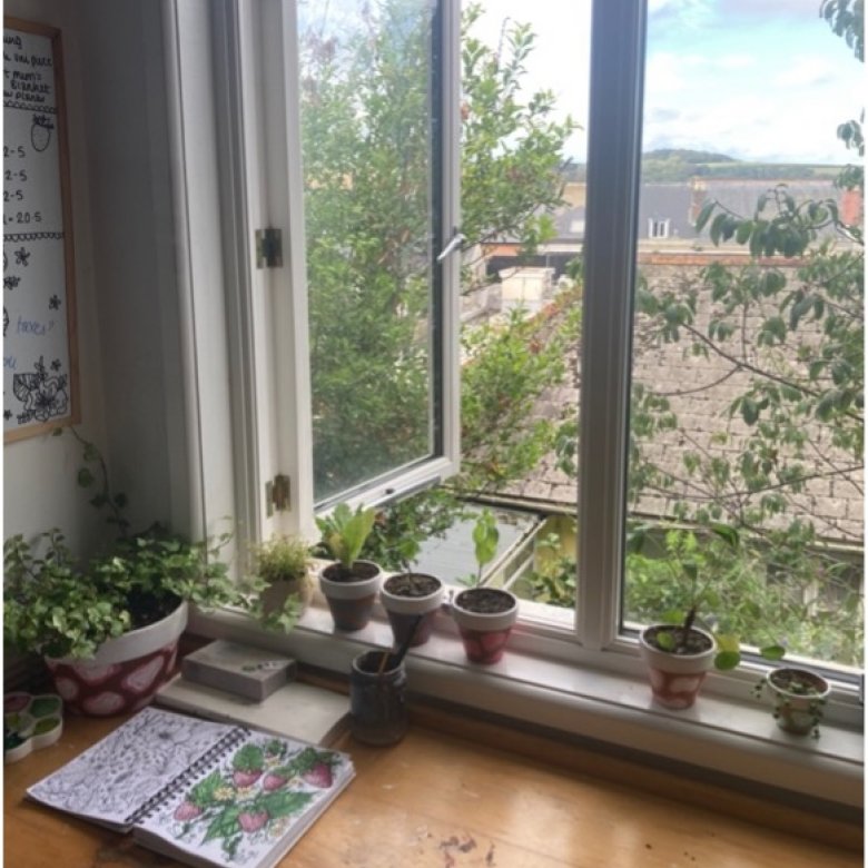 Plants in the window of a student bedroom