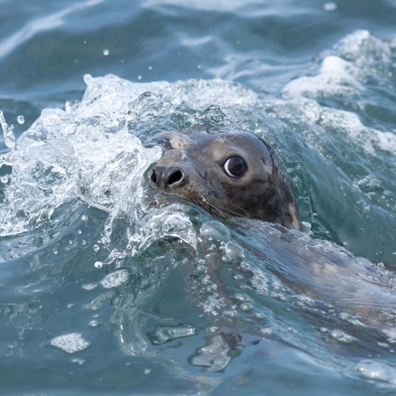 Seal poking nose out from the sea.
