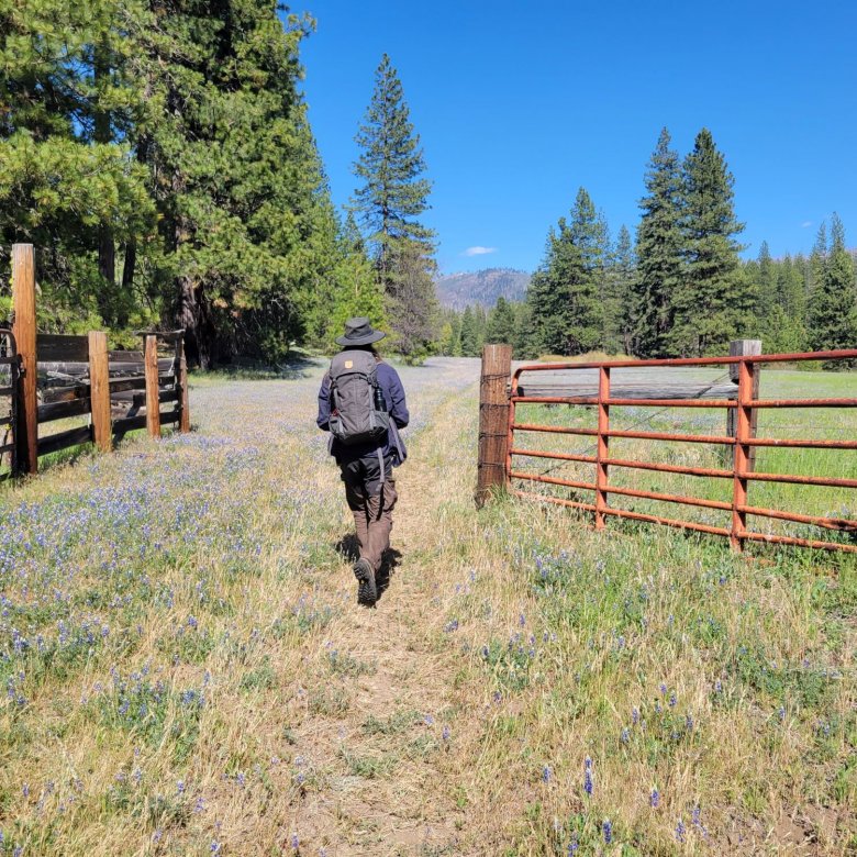 Researcher Tom Hull walking through a gate in a field, photo taken from behind