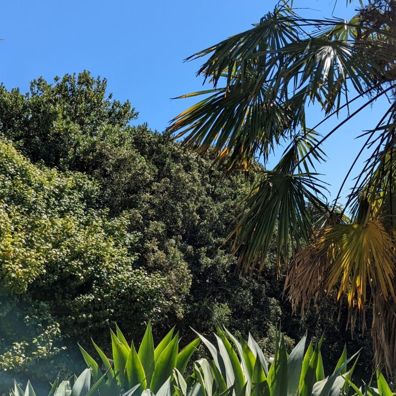 Palms and other greenery against blue sky at Fox Rosehill Gardens