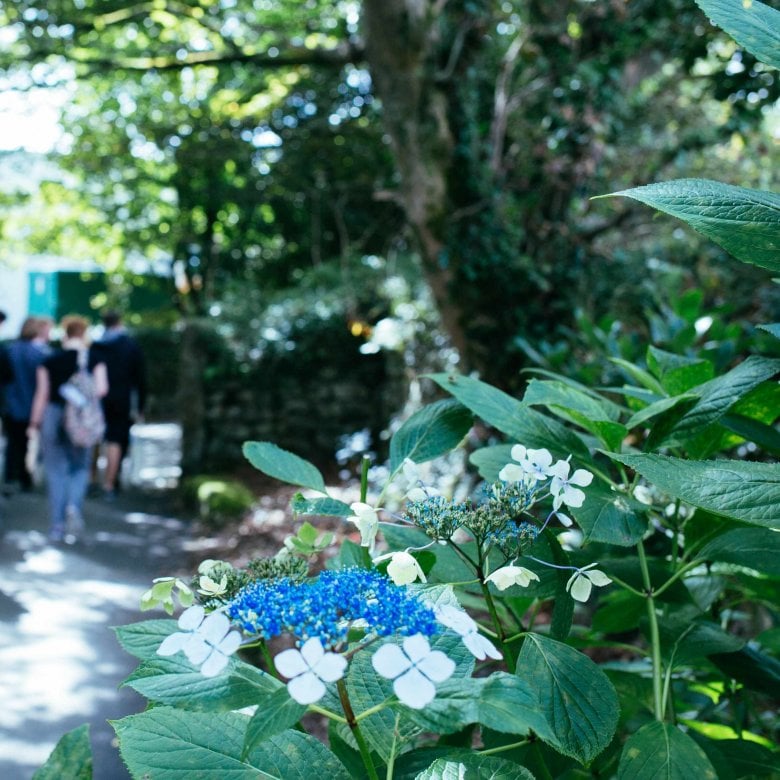 Blue and white flowers are seen in the foreground, with students walking down a pathway in the background