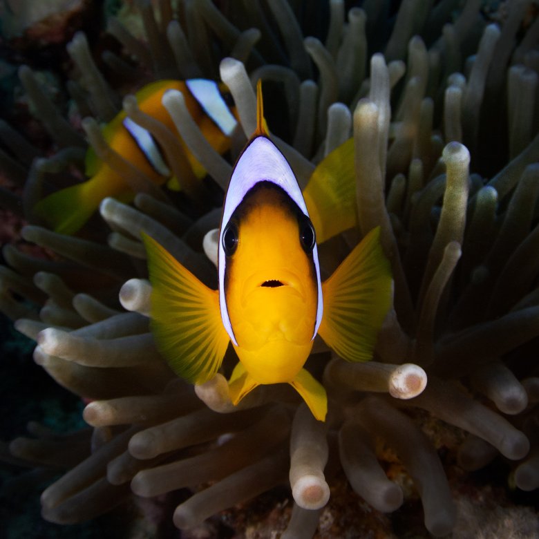Underwater photo of a Clownfish (head on), with coral in the background.