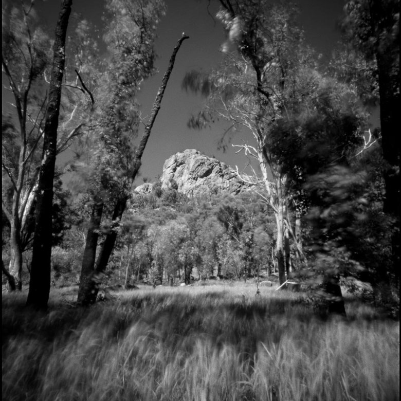 Black and white photograph of tall trees and grass