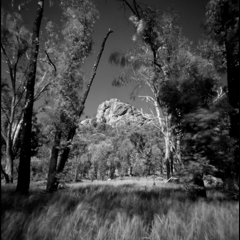 Black and white photograph of tall trees and grass