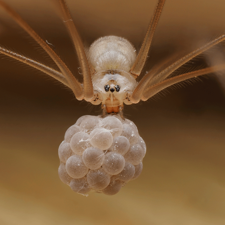 Cellar Spider