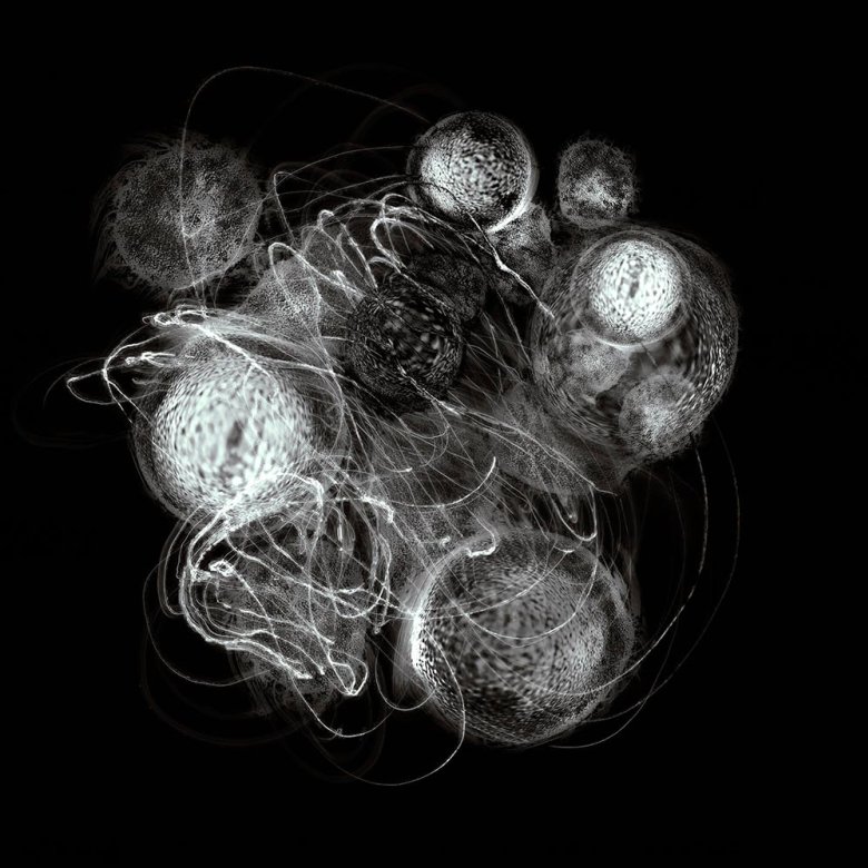 Photograph of biological cells by Yas Crawford