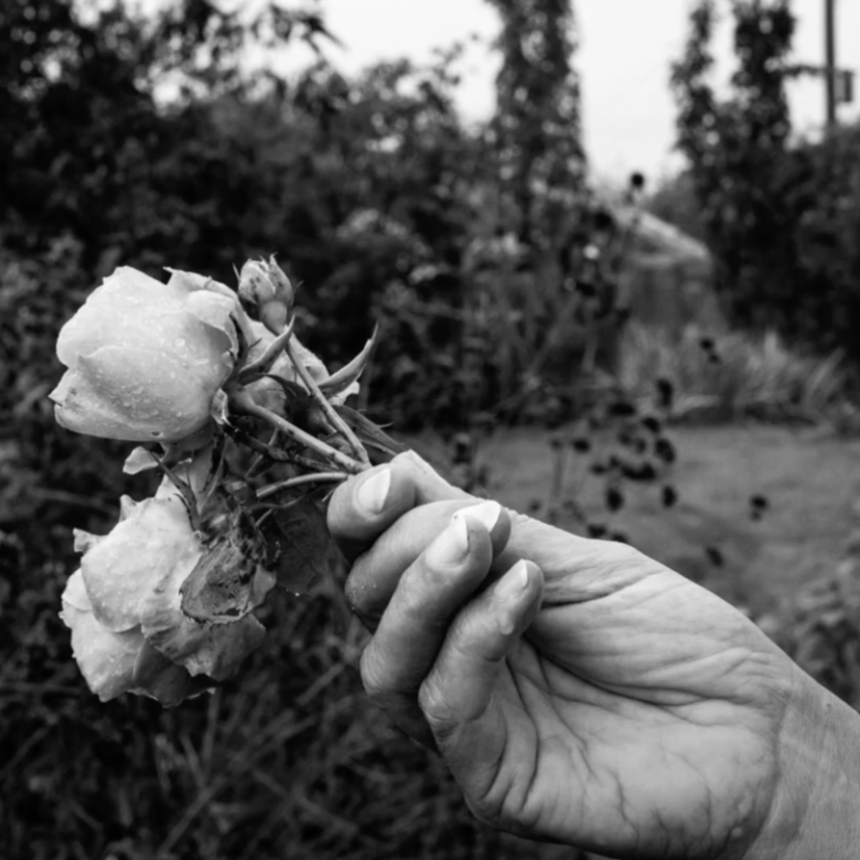 Black and white photo of a hand holding roses in a garden