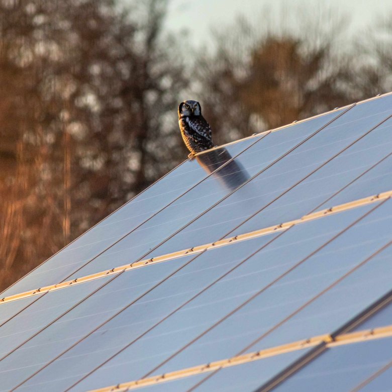 An owl perches on a solar panel 