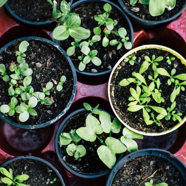 A series of plants in small pots