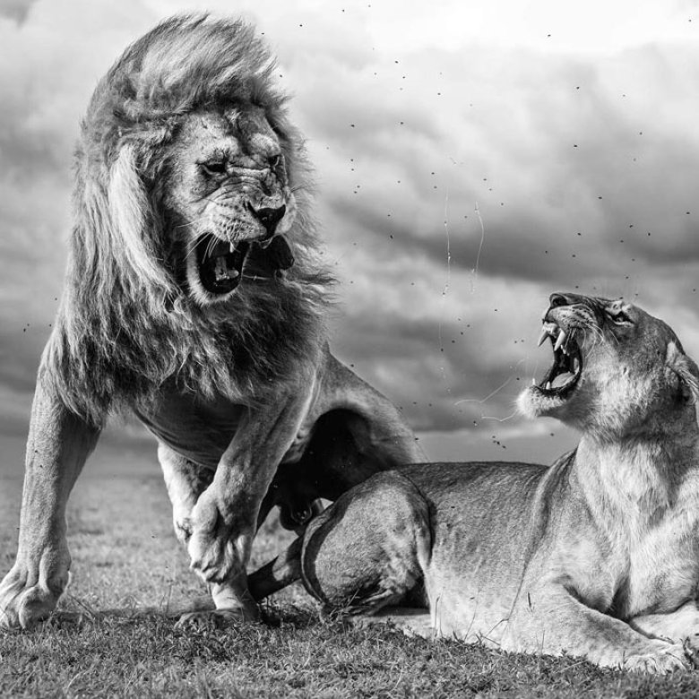 A male and female lion in a fiery exchange