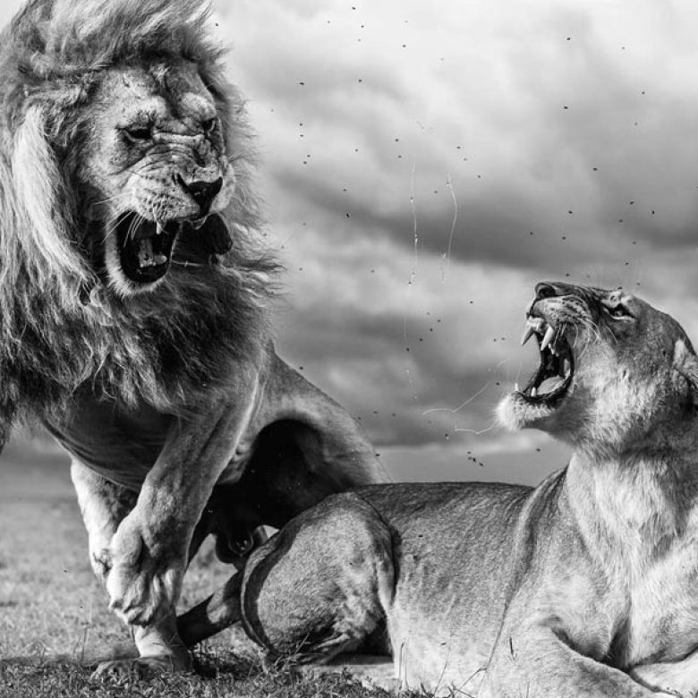 A male and female lion in a fiery exchange