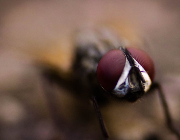 close up image of a fly