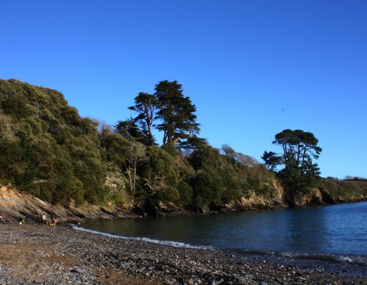 A beach near Falmouth with trees on the cliff and blue sky