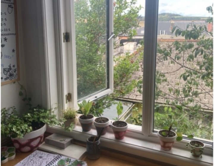 Plants in the window of a student bedroom