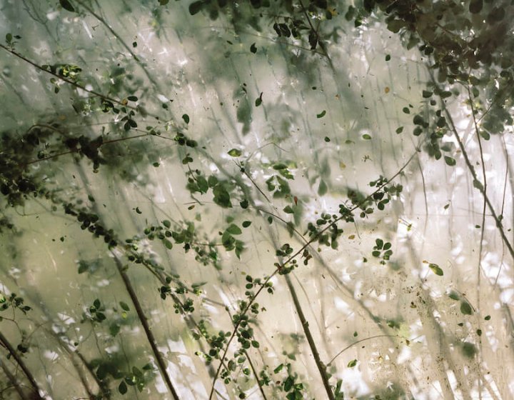 sunlight coming through tall branches with leaves