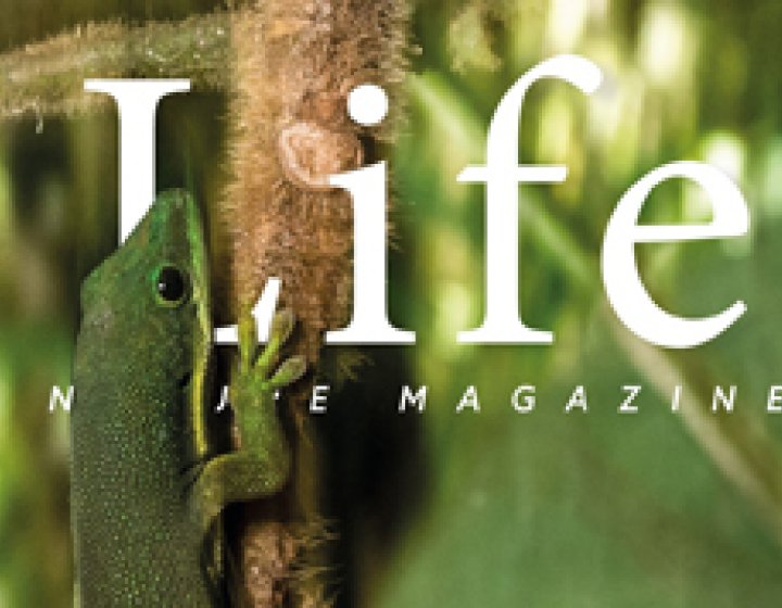 Life Magazine cover