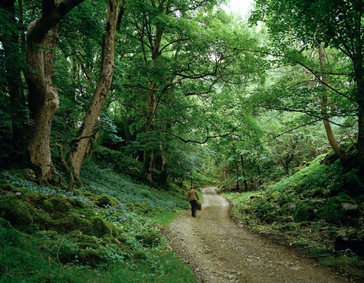 A person walking along a path surrounded by leafy trees