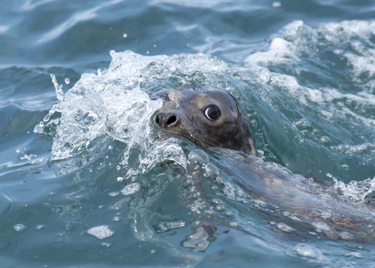 Seal poking nose out from the sea.