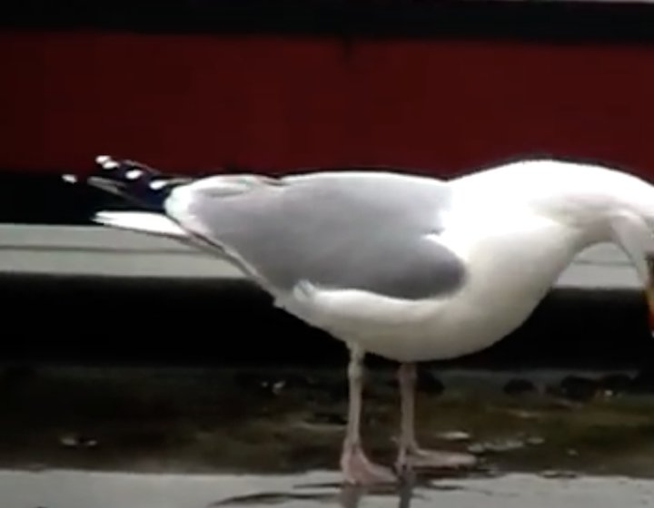 Seagull squawking. Image from short film Around Me produced by Student Content Creator Ignas Balcius.