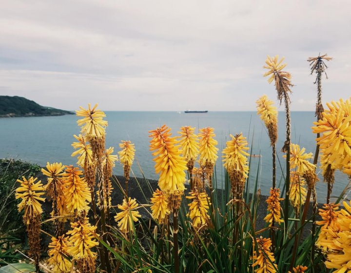 A sea view with red hot poker flowers in the foreground