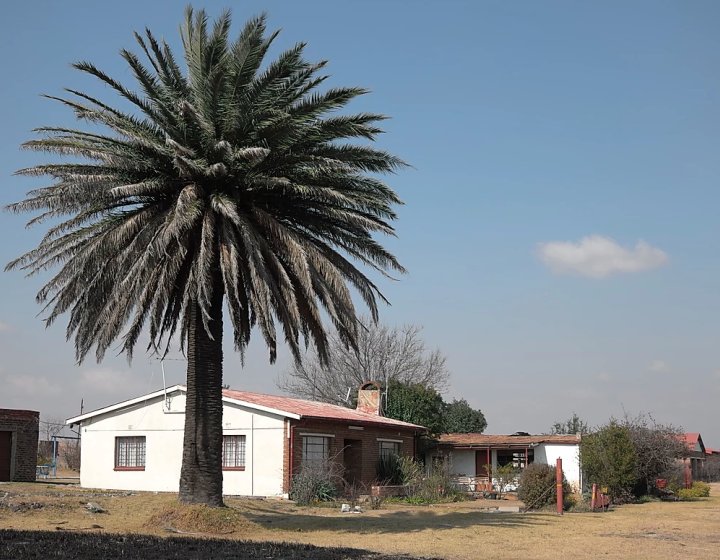 Large palm tree in front of a while bungalow