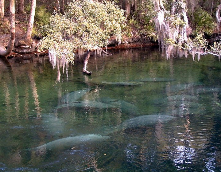 Image of manatees swimming under water at Blue Spring State Park in Florida