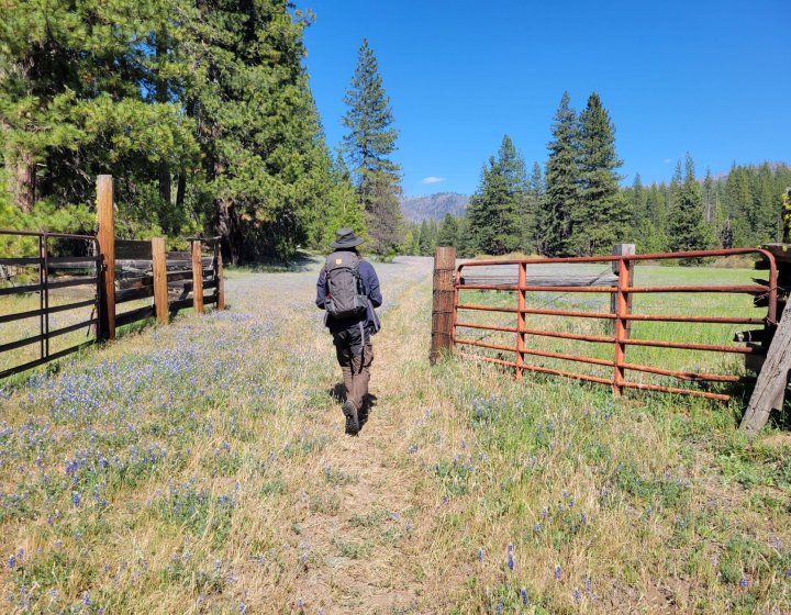 Researcher Tom Hull walking through a gate in a field, photo taken from behind