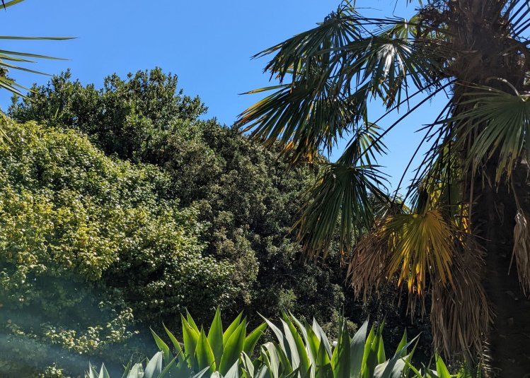 Palms and other greenery against blue sky at Fox Rosehill Gardens