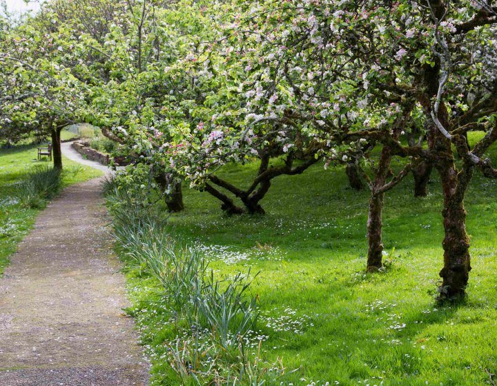 A pathway winds between apple trees in full blossom