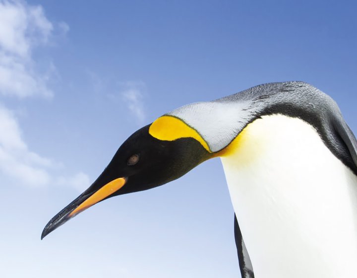 Penguin against a blue sky by James Welch