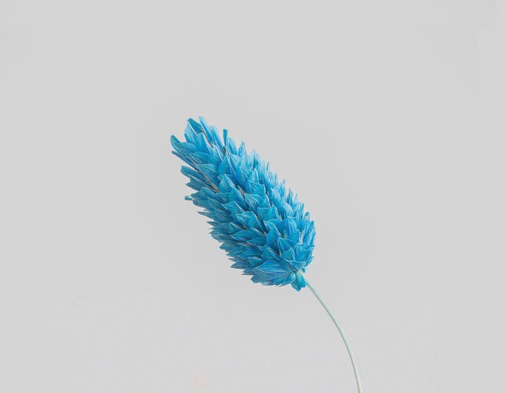Blue plant photographed against white background