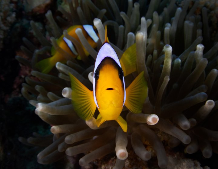 Underwater photo of a Clownfish (head on), with coral in the background.