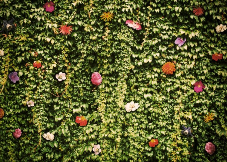 A wall of green leaves and colourful flowers