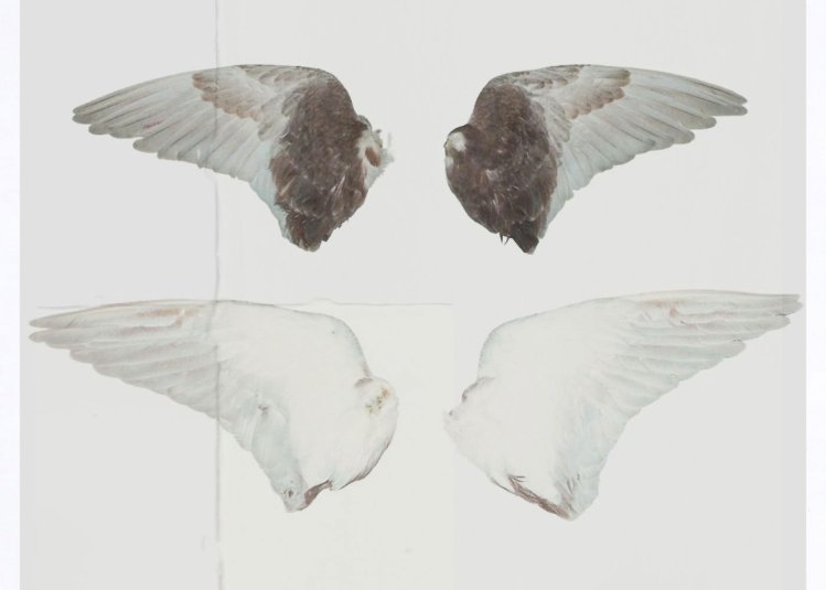 A illustrative image of 2 sets of bird wings