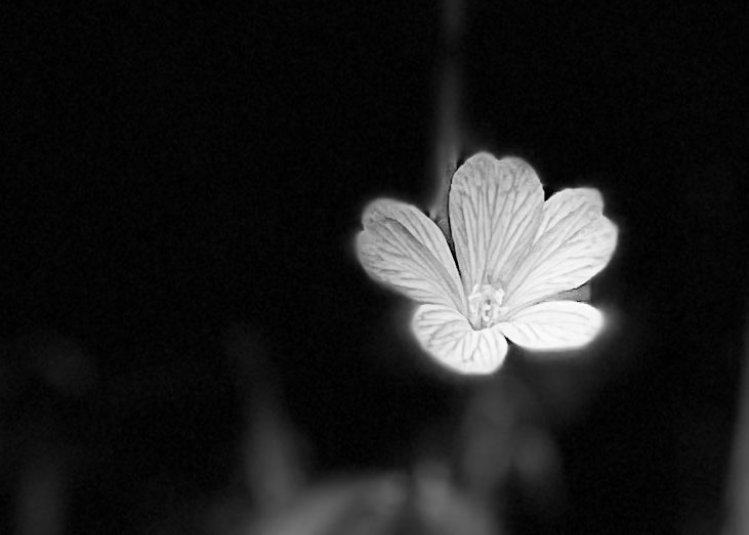 A black and white image with a white flower in the centre