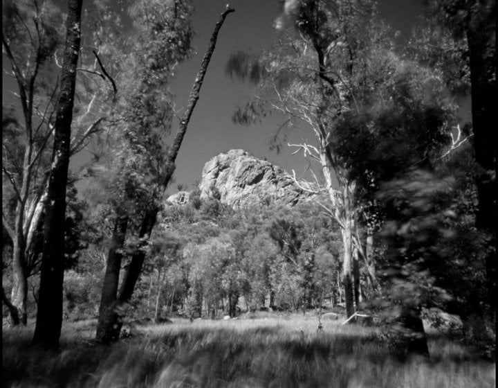 Black and white photograph of tall trees and grass